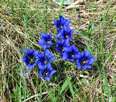 Gentiana flowers in alpine meadow