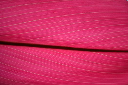 Close up view of colorful leaf of cordyline fruticosa