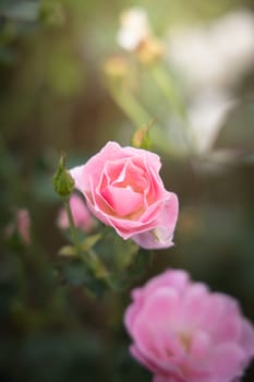 Roses in the garden, Roses are beautiful with a beautiful sunny day.