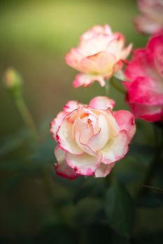 Roses in the garden, Roses are beautiful with a beautiful sunny day.