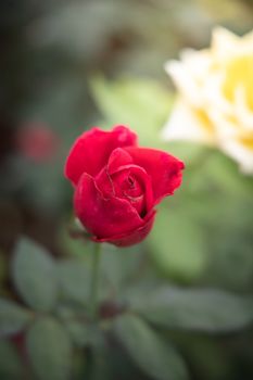 Roses in the garden, Roses are beautiful with a beautiful sunny day.