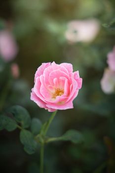 Roses in the garden, Roses are beautiful with a beautiful sunny day.