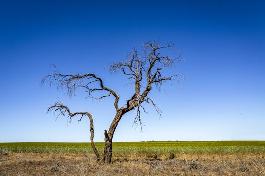Lone tree under rich blue skies in outback Australia