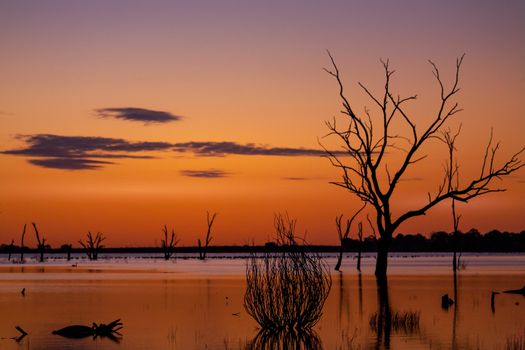 Shapely silhouettes on the desert oasis  with vivid outback sunset