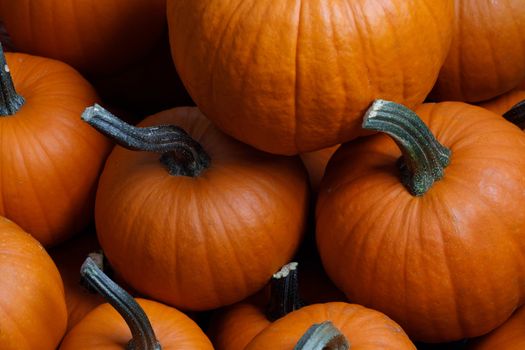Many orange pumpkins background , Halloween holiday concept