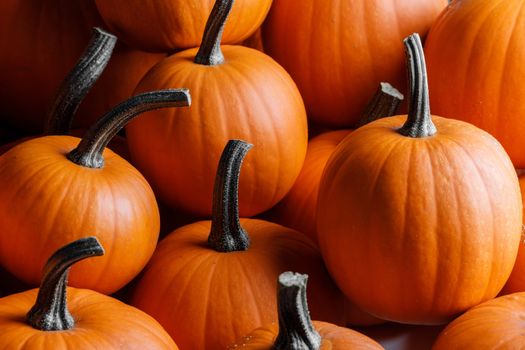 Many orange pumpkins background , Halloween holiday concept