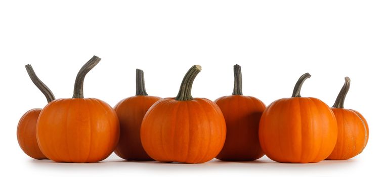 Perfect orange pumpkins in a row isolated on white background , Halloween concept