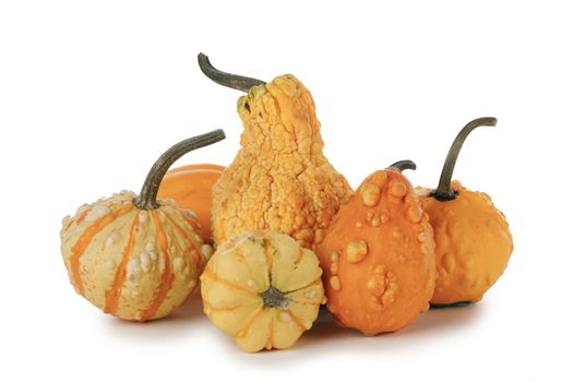 Assortiment of autumn harvested pumpkins isolated on white background , Halloween holiday concept