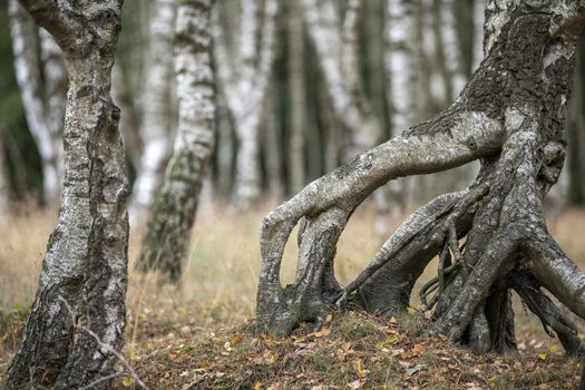 Vertical birch trunks in a birch forest with grass in the foreground
