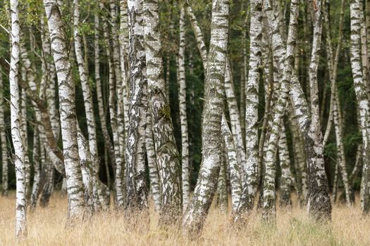 Vertical birch trunks in a birch forest with grass in the foreground
