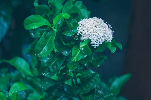 White flower in the middle of green leaves in a cool atmosphere