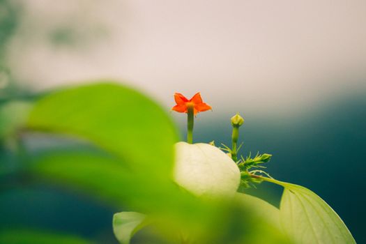 Frame blocked picture of a small orange flower between green leaves