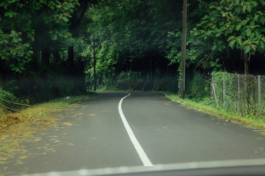 Empty road in the middle of greens toward the forest area