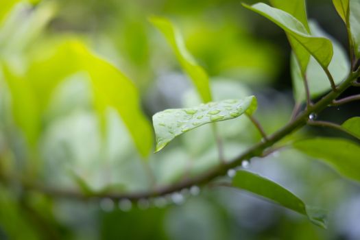 Close Up green leaf under sunlight in the garden. Natural background with copy space.