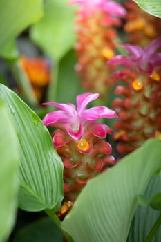 The background image of the colorful flowers, background nature