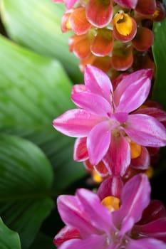 The background image of the colorful flowers, background nature