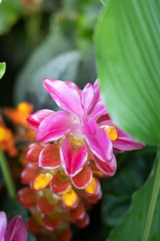 The background image of the colorful flowers, background nature