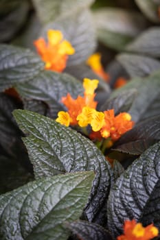 The background image of the colorful flowers, background nature