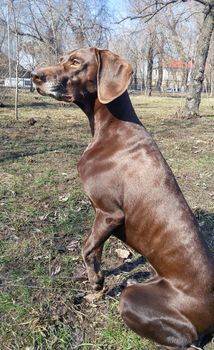 German pointer sitting in the natural park