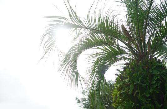 Palm trees against the sunny sky