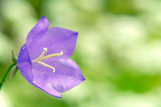 Flower Blue campanula on the edge of the forest. Beautiful wild flower closeup with copy space.