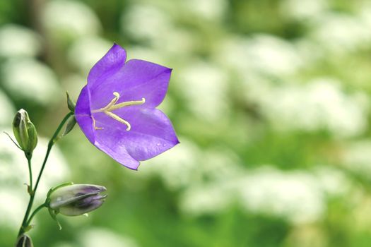Flower Blue campanula on the edge of the forest. Beautiful wild flower closeup with copy space.