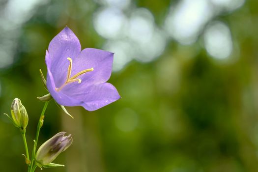 Flower Blue campanula on the edge of the forest. Beautiful wild flower closeup with copy space.