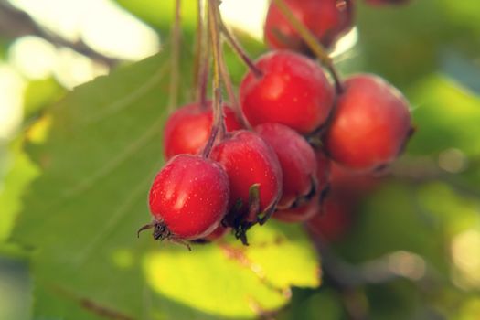 Several ripe hawthorn berries on a bush close-up.