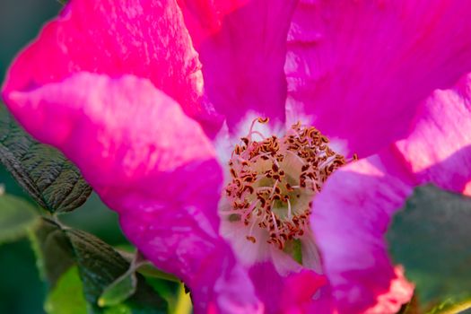 Pink rosehip or dog rose flower close-up.