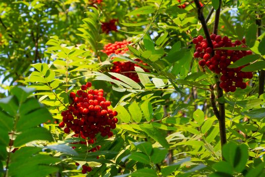 Ripe red bunches of rowan on a tree in late summer.