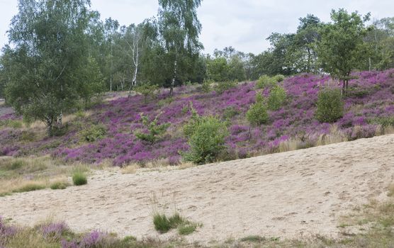 because of the rain, a beautiful purple heather field has blossomed on the Veluwe in the Netherlands