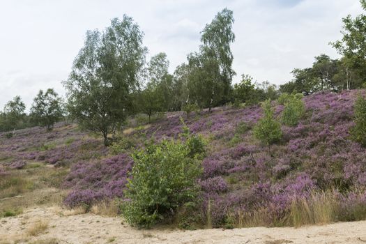 because of the rain, a beautiful purple heather field has blossomed on the Veluwe in the Netherlands