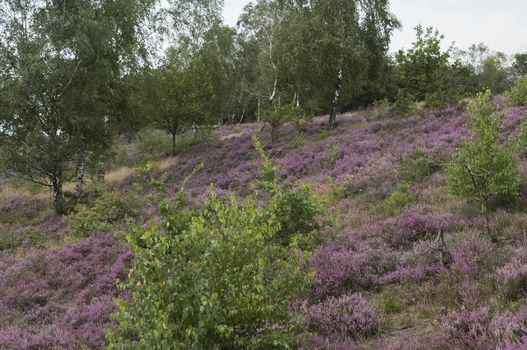because of the rain, a beautiful purple heather field has blossomed on the Veluwe in the Netherlands