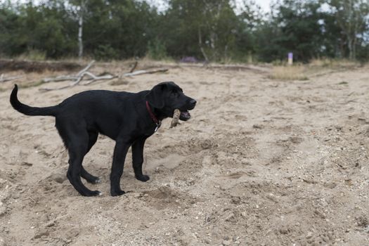 young black labrador puppy of four month old bringing a branch