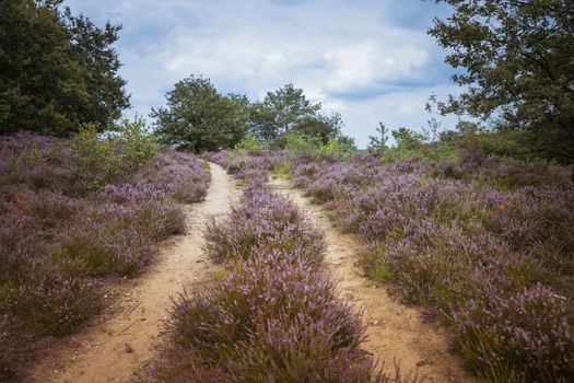 because of the rain, a beautiful purple heather field has blossomed on the Veluwe in the Netherlands