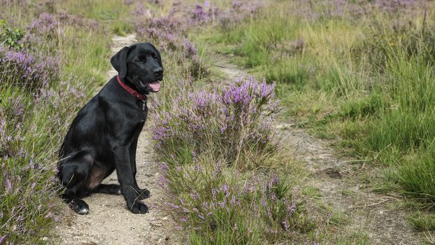 four month old labrador pup sitting in the heather nature outdoor 