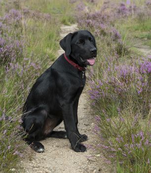 four month old labrador pup sitting in the heather nature outdoor 