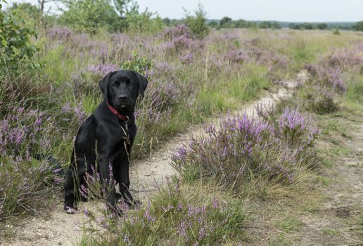 four month old labrador pup sitting in the heather nature outdoor 
