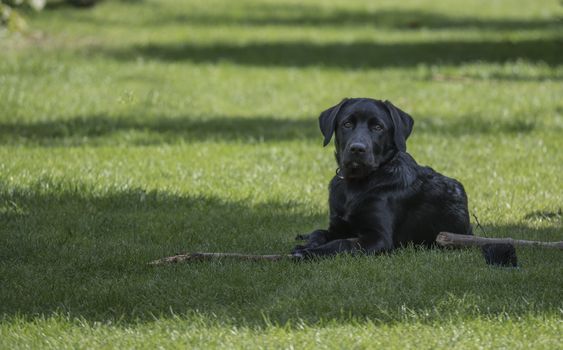 four month old labrador pup laying in the garden on the grass