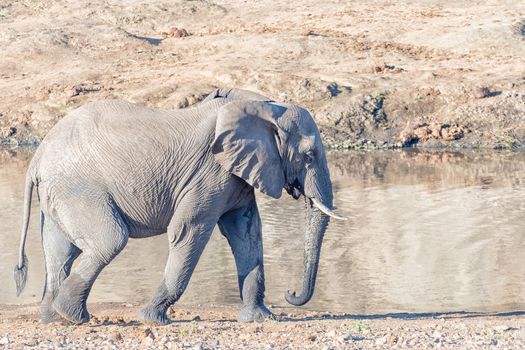 An african elephant walking next to the Shingwedzi River