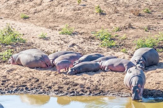 A herd of hippos, Hippopotamus amphibius, sleeping next to a river