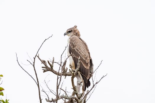 A Martial eagle, Polemaetus bellicosus, sitting on a tree branch, looking to the left