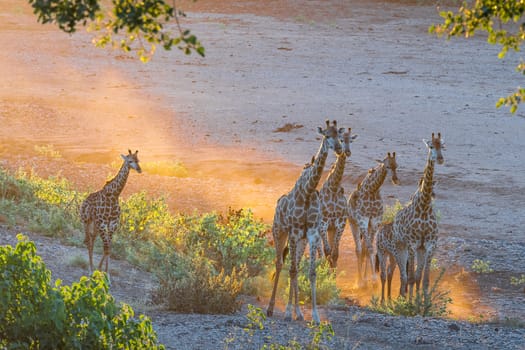 A giraffe herd in the last rays of sunlight in the Mpumalanga Province of South Africa. Oxpeckers are visible