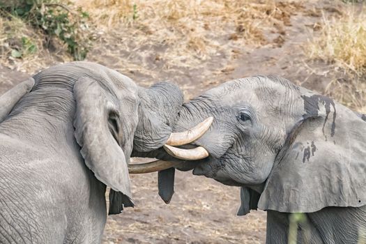 Two african elephants, Loxodonta africana, testing their strength in a tussle
