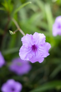 The background image of the colorful flowers, background nature