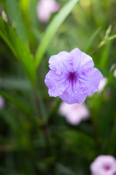 The background image of the colorful flowers, background nature