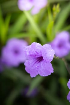 The background image of the colorful flowers, background nature