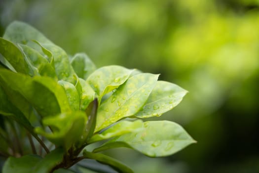 Close Up green leaf under sunlight in the garden. Natural background with copy space.