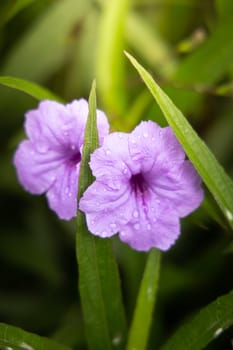 The background image of the colorful flowers, background nature