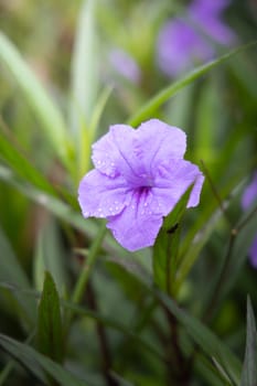 The background image of the colorful flowers, background nature